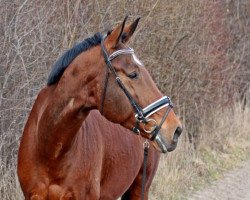 dressage horse Belisario Go (Trakehner, 2004, from Askar AA)