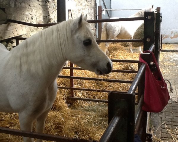 Zuchtstute Moorcock Sequin (Welsh Mountain Pony (Sek.A), 2001, von Moorcock Icarus)