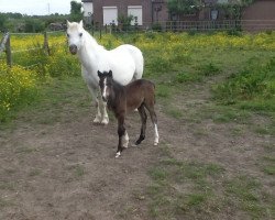 horse Wilsline's Honey Bubbels (Welsh Mountain Pony (Sek.A), 2000, from Double P's Ballistite)