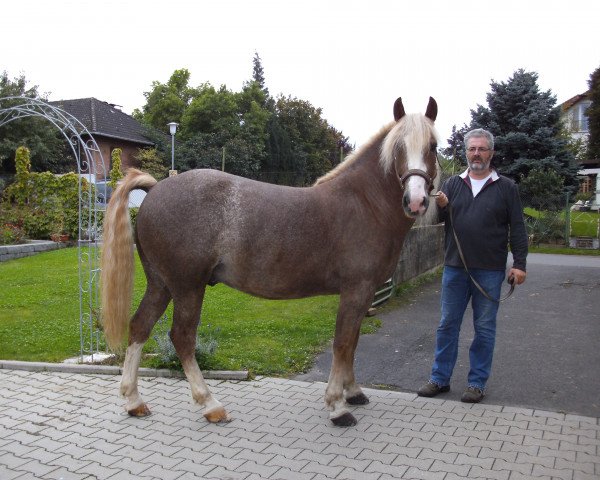 horse Valesko (Black Forest Horse, 2009, from Vogt)