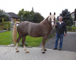 Pferd Valesko (Schwarzwälder Kaltblut, 2009, von Vogt)