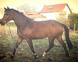 Springpferd Cordebalett (Holsteiner, 2002, von Corleograf)