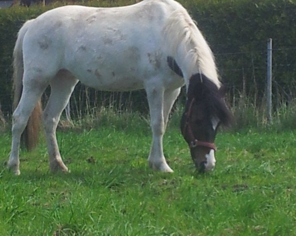 horse Melodie (Welsh Mix,  )