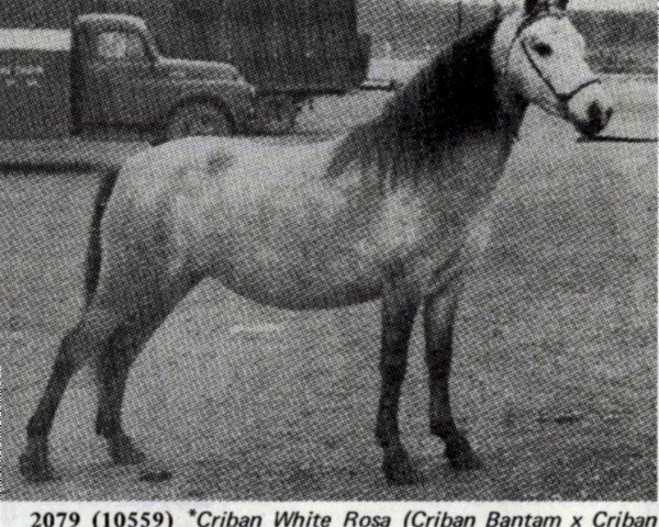Pferd Criban White Rosa (Welsh Mountain Pony (Sek.A), 1953, von Criban Bantam)