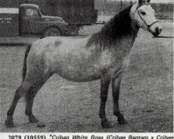 Pferd Criban White Rosa (Welsh Mountain Pony (Sek.A), 1953, von Criban Bantam)