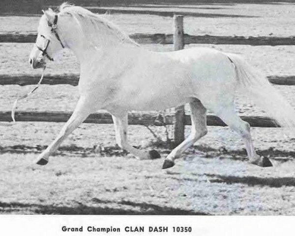 Deckhengst Clan Dash (Welsh Mountain Pony (Sek.A), 1959, von Clan Tony)