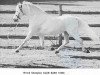 Deckhengst Clan Dash (Welsh Mountain Pony (Sek.A), 1959, von Clan Tony)