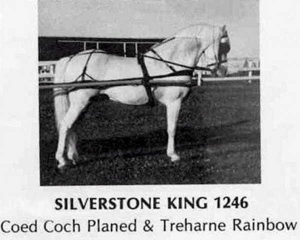 Pferd Silverstone King (Welsh Pony (Sek.B), 1961, von Coed Coch Planed)