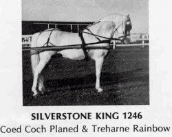 horse Silverstone King (Welsh-Pony (Section B), 1961, from Coed Coch Planed)