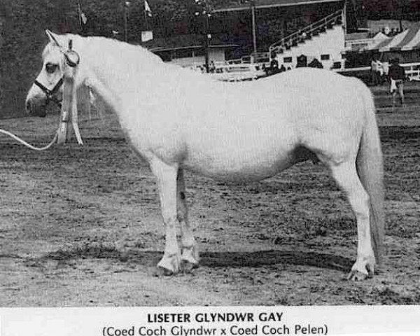 Pferd Liseter Glyndwr Gay (Welsh Mountain Pony (Sek.A), 1955, von Coed Coch Glyndwr)