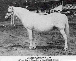 horse Liseter Glyndwr Gay (Welsh mountain pony (SEK.A), 1955, from Coed Coch Glyndwr)