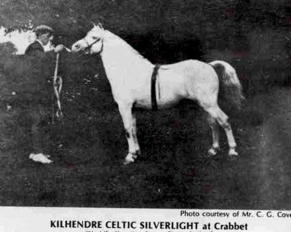 stallion Kilhendre Celtic Silverlight (Welsh mountain pony (SEK.A), 1916, from Bleddfa Shooting Star)