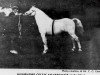 stallion Kilhendre Celtic Silverlight (Welsh mountain pony (SEK.A), 1916, from Bleddfa Shooting Star)