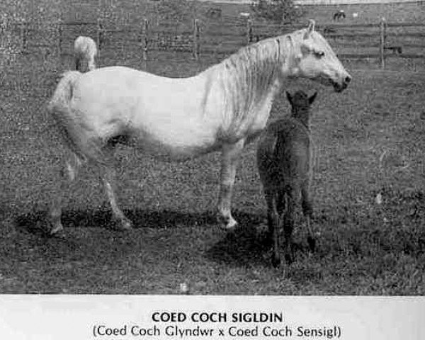 Pferd Coed Coch Sigldin (Welsh Mountain Pony (Sek.A), 1952, von Coed Coch Glyndwr)