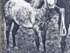 horse Brynhir Black Star (Welsh mountain pony (SEK.A), 1917, from Bleddfa Shooting Star)