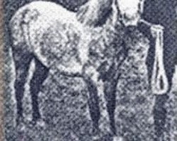 Zuchtstute Brynhir Black Star (Welsh Mountain Pony (Sek.A), 1917, von Bleddfa Shooting Star)