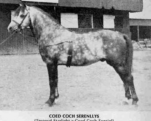 stallion Coed Coch Serenllys (Welsh mountain pony (SEK.A), 1947, from Tregoyd Starlight)