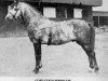 stallion Coed Coch Serenllys (Welsh mountain pony (SEK.A), 1947, from Tregoyd Starlight)
