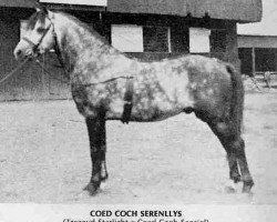 Deckhengst Coed Coch Serenllys (Welsh Mountain Pony (Sek.A), 1947, von Tregoyd Starlight)