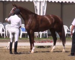 dressage horse Eviva 8 (Westphalian, 2008, from Estobar NRW)