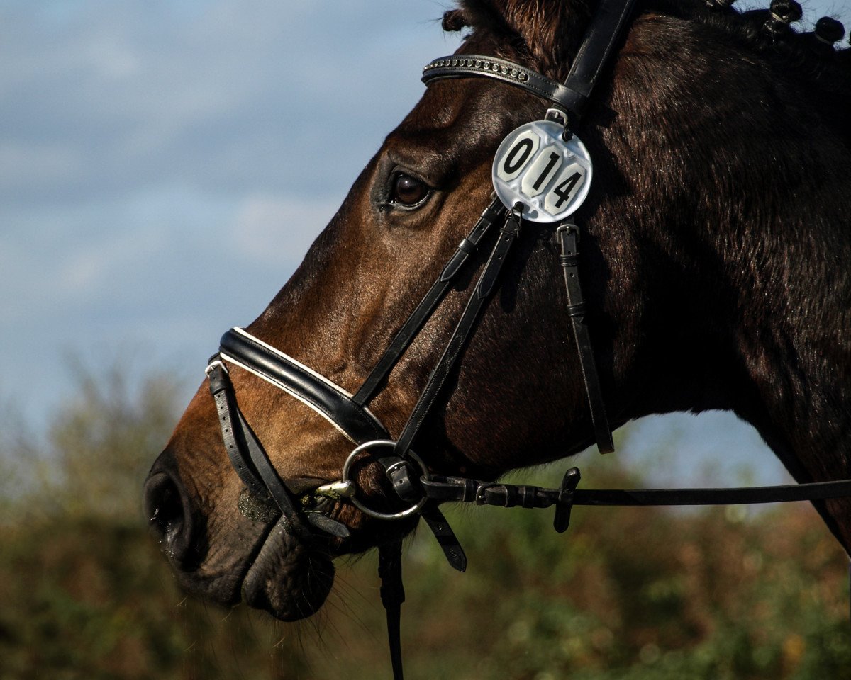 dressage horse Baumann's Farino (Westphalian, 2007, from Farewell II)
