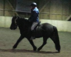 horse Stjarni vom Öxneyhof (Iceland Horse, 2006, from Nonni vom Sommerberg)