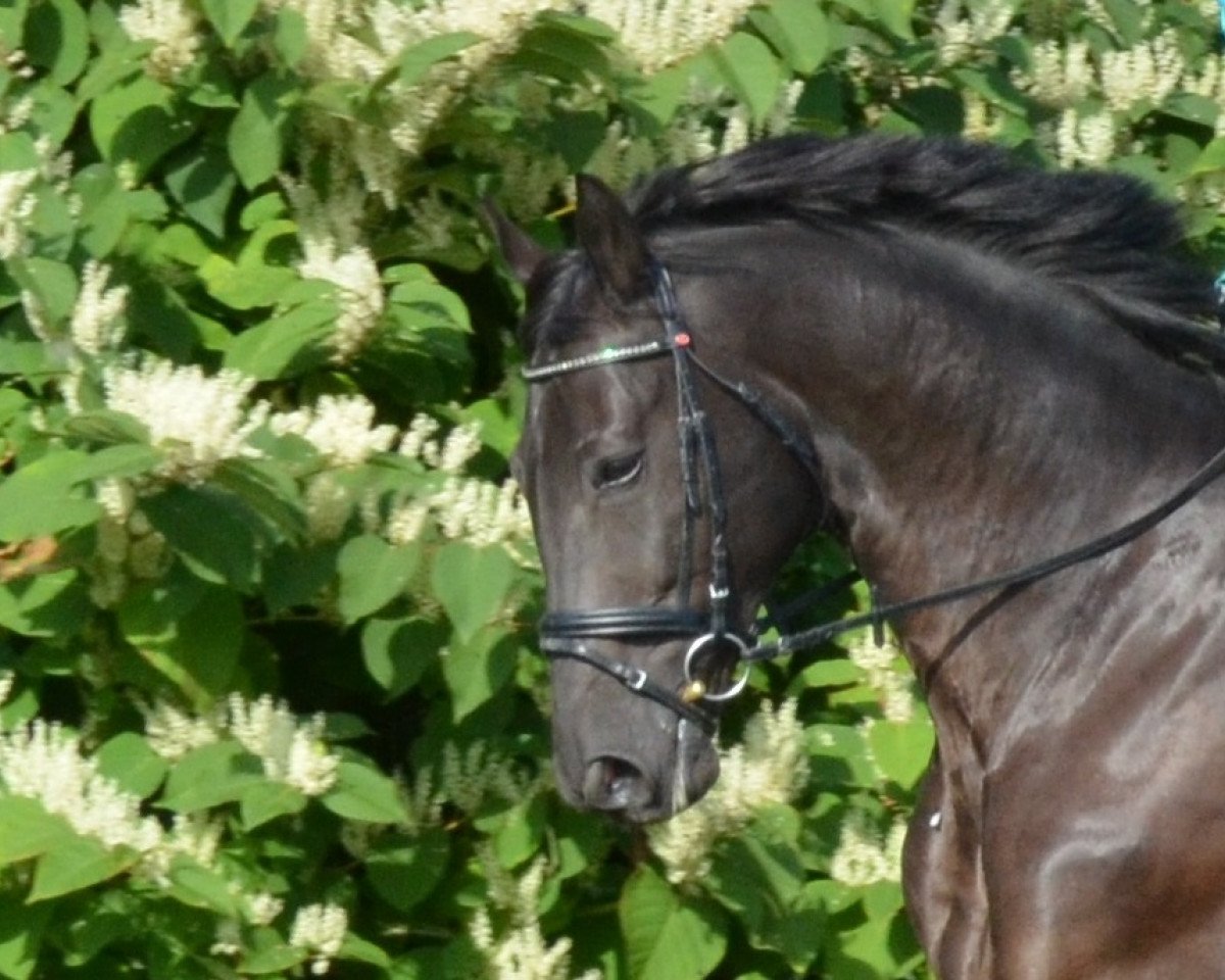 dressage horse Pablo Picasso 102 (Oldenburg, 2004, from Pik Noir)