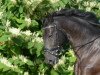 dressage horse Pablo Picasso 102 (Oldenburg, 2004, from Pik Noir)