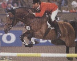 stallion Lasall (Holsteiner, 1977, from Landgraf I)