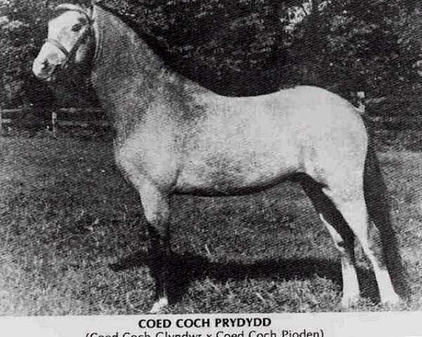 stallion Coed Coch Prydydd (Welsh mountain pony (SEK.A), 1955, from Coed Coch Glyndwr)