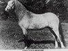 Deckhengst Coed Coch Prydydd (Welsh Mountain Pony (Sek.A), 1955, von Coed Coch Glyndwr)