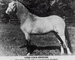 Deckhengst Coed Coch Prydydd (Welsh Mountain Pony (Sek.A), 1955, von Coed Coch Glyndwr)