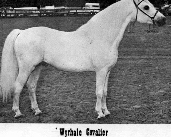 Pferd Wyrhale Cavalier (Welsh Mountain Pony (Sek.A), 1957, von Coed Coch Glyndwr)
