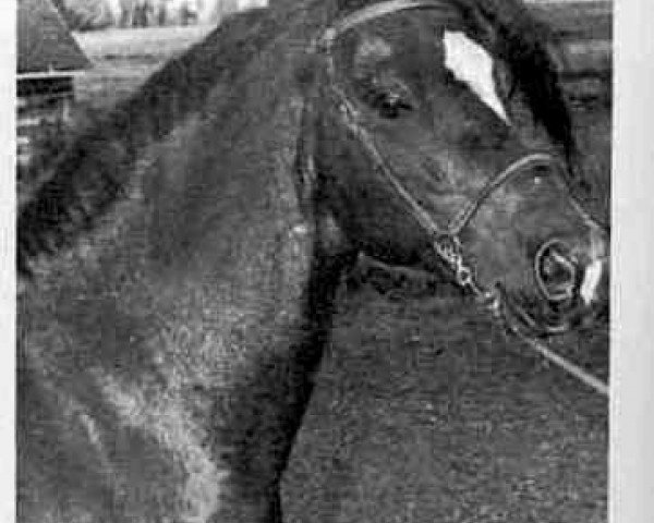 horse Captain Cat (Welsh mountain pony (SEK.A), 1957, from Coed Coch Glyndwr)