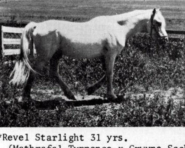 stallion Revel Starlight (Welsh mountain pony (SEK.A), 1947, from Mathrafal Tuppence)