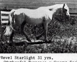 stallion Revel Starlight (Welsh mountain pony (SEK.A), 1947, from Mathrafal Tuppence)