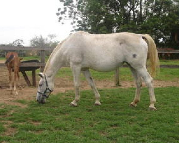 broodmare Odalisk GMS (Brazilian horse, 1995, from Glasnost GMS)