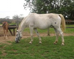 broodmare Odalisk GMS (Brazilian horse, 1995, from Glasnost GMS)