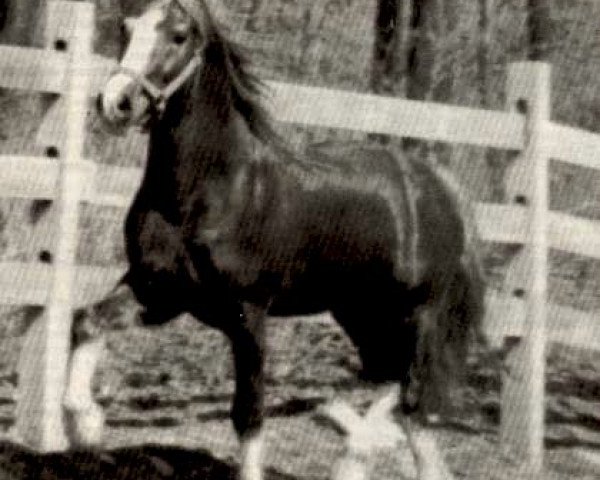 stallion Dafydd Y Brenin Cymraeg (Welsh-Cob (Sek. D), 1969, from Parc Dafydd)