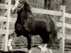 stallion Dafydd Y Brenin Cymraeg (Welsh-Cob (Sek. D), 1969, from Parc Dafydd)