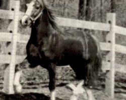 Deckhengst Dafydd Y Brenin Cymraeg (Welsh-Cob (Sek. D), 1969, von Parc Dafydd)