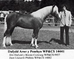 horse Dafydd Arwr y Penrhyn (Welsh-Cob (Sek. D), 1974, from Dafydd Y Brenin Cymraeg)