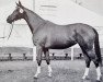 broodmare Tracht (Trakehner, 1968, from Prince Rouge xx)
