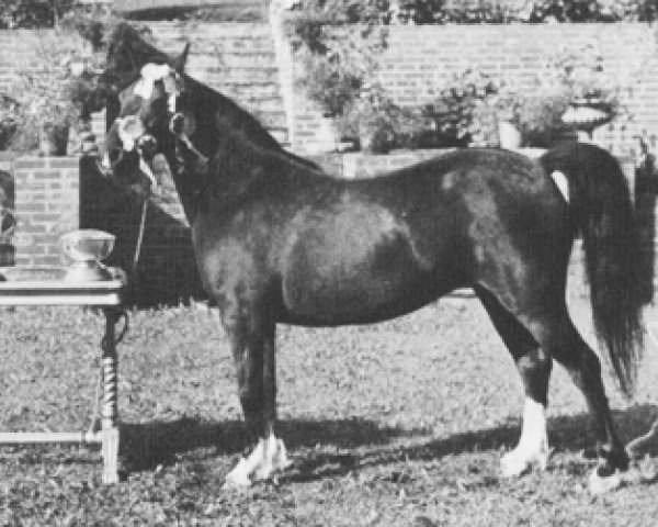 broodmare Shan Cwilt (Welsh mountain pony (SEK.A), 1949, from Craven Tit Bit)