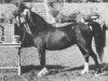 broodmare Shan Cwilt (Welsh mountain pony (SEK.A), 1949, from Craven Tit Bit)