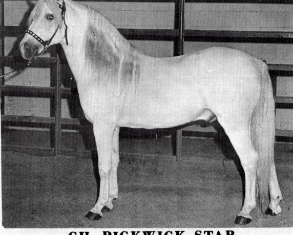 horse Pickwick Star (Welsh mountain pony (SEK.A),  , from Coed Coch Sandde)