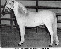 horse Pickwick Star (Welsh mountain pony (SEK.A),  , from Coed Coch Sandde)