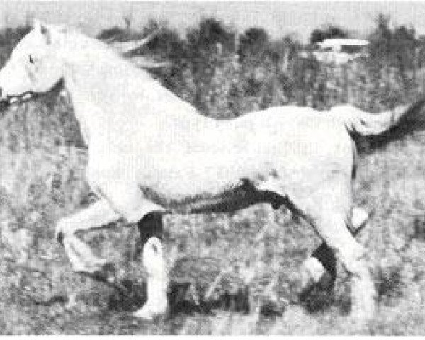 Deckhengst Clan Glomadh (Welsh Mountain Pony (Sek.A), 1951, von Criban Pledge)