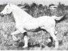 stallion Clan Glomadh (Welsh mountain pony (SEK.A), 1951, from Criban Pledge)