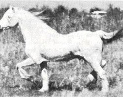 stallion Clan Glomadh (Welsh mountain pony (SEK.A), 1951, from Criban Pledge)